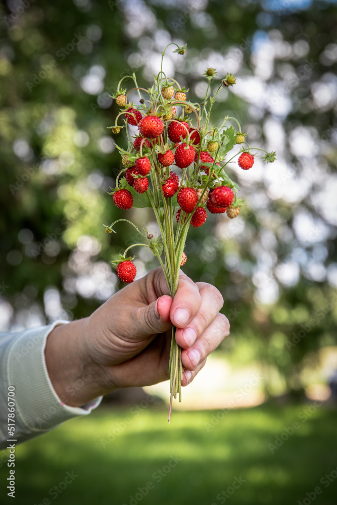 Wild strawberries in a woman's hand. natural and healthy