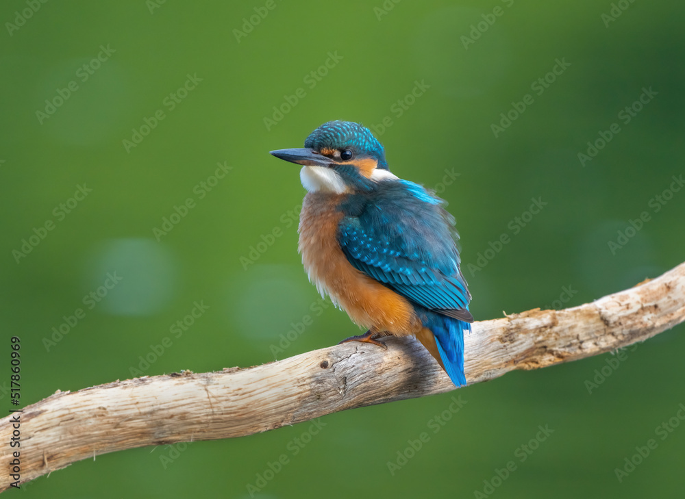 Common Kingfisher (Alcedo atthis) Eurasian kingfisher or river kingfisher sits on a branch on a blurry green background