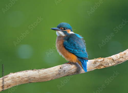 Common Kingfisher (Alcedo atthis) Eurasian kingfisher or river kingfisher sits on a branch on a blurry green background © Игорь Кляхин