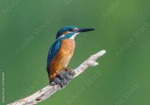 Common Kingfisher (Alcedo atthis) Eurasian kingfisher or river kingfisher sits on a branch on a blurry green background © Игорь Кляхин