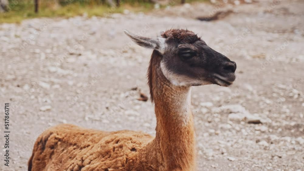 Animal llama in the zoo