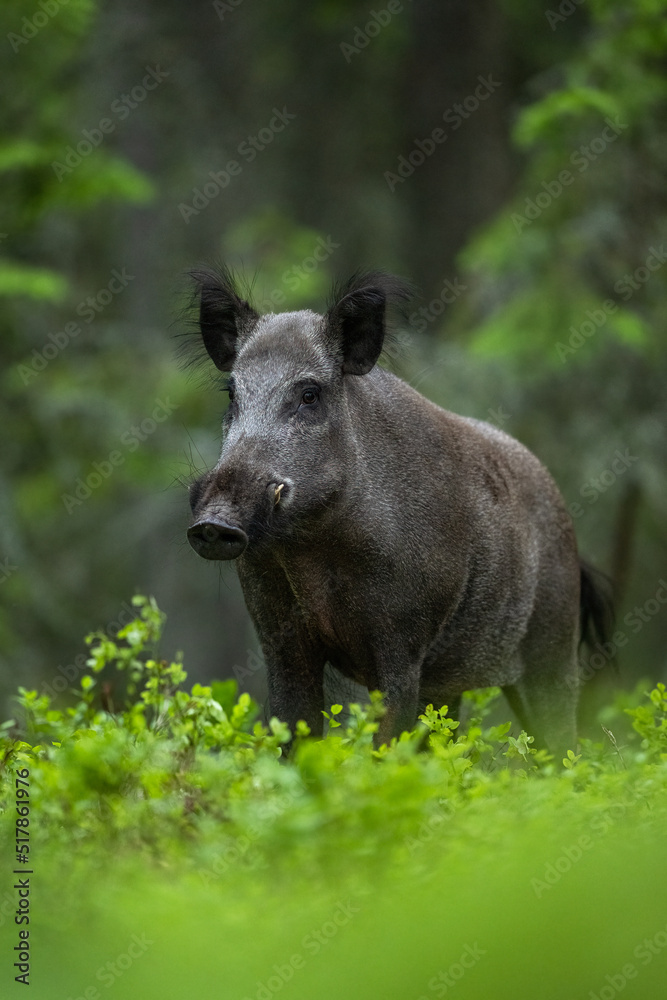 male wild boar in the forest at summer evening male wild boar in the forest at summer evening