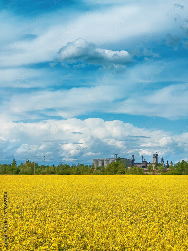 Blooming rapeseed crop field with yellow flowers, agricultural silos in background