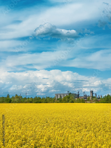 Blooming rapeseed crop field with yellow flowers, agricultural silos in background