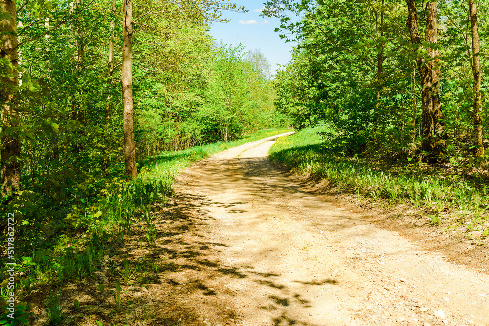 Obraz premium Pathway With Trees On Sunny Day In summer Forest.The road is winding.