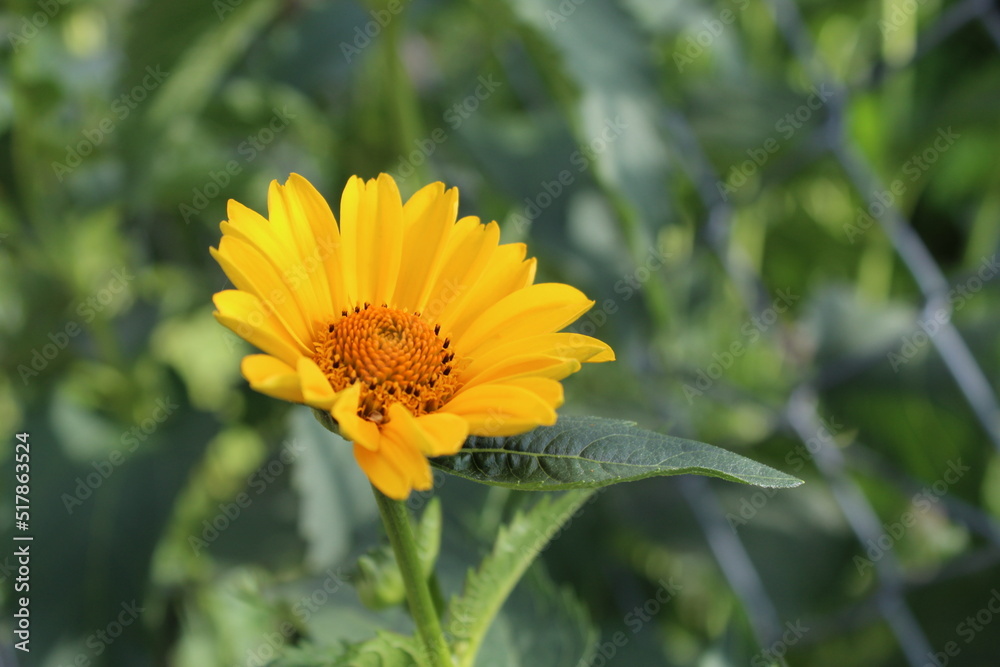 A garden yellow flower called Heliopsis, photographed close-up from above, with a blurred background. A garden yellow flower called Heliopsis, photographed close-up from above, with a blurred background.