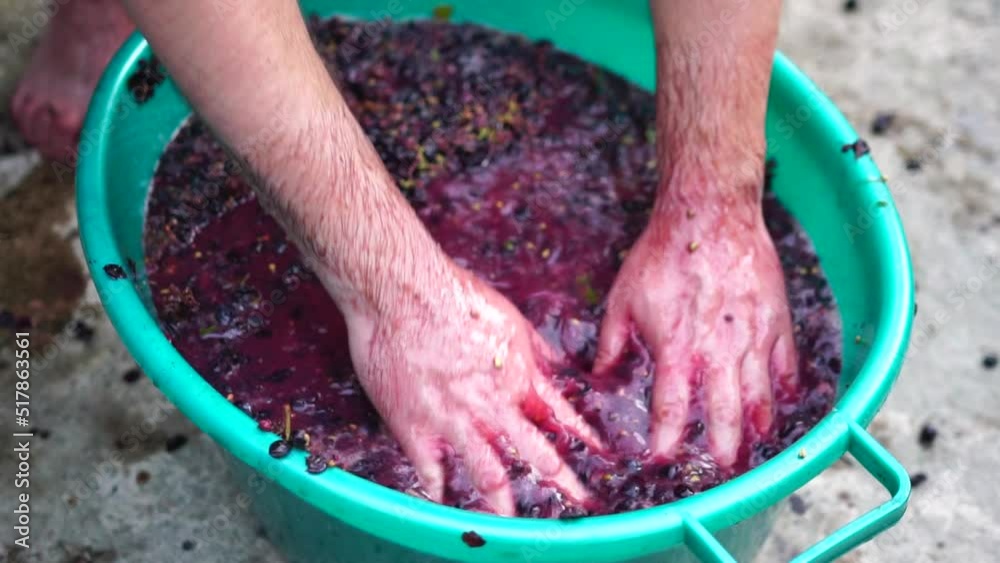 Stockvideo Grapetreading or grapestomping in traditional winemaking