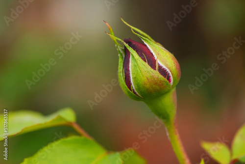 Red rosebud in nature background