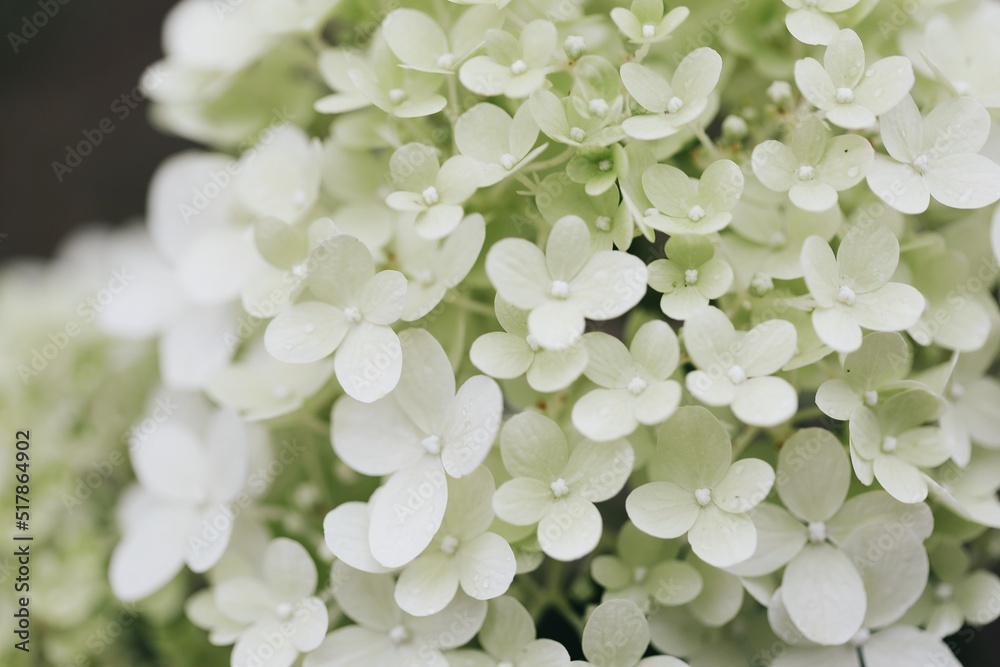 close up of white flowers close up of white flowers