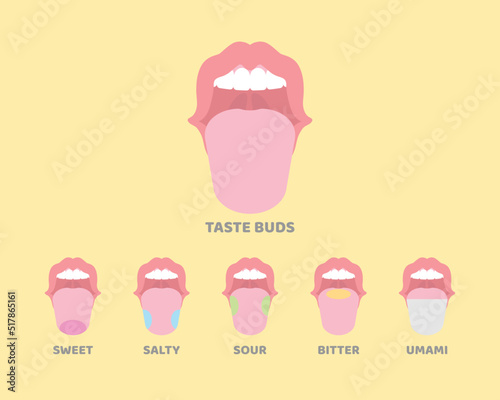 oral, mouth, tongue, taste buds, internal organs anatomy body part nervous system, vector illustration cartoon flat design clip art