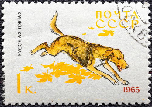 USSR - CIRCA 1965: a postage stamp, printed in USSR, shows a Russian Hound, series Hunting and Service Dogs, circa 1965