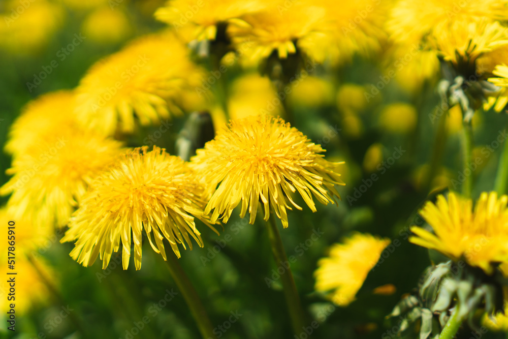 Yellow flowers of dandelion in meadow at sunny spring day. Taraxacum officinale medicinal plant Yellow flowers of dandelion in meadow at sunny spring day. Taraxacum officinale medicinal plant
