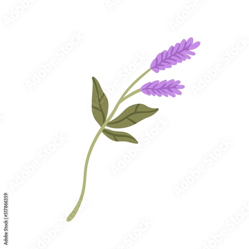 Gentle flowers of lavender. Stem, leaf and purple blooms of wild field floral plant. Pretty healing blossomed wildflower. Flat vector illustration isolated on white background