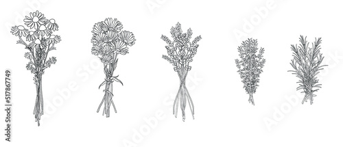 Set of traditional medical herbs. Hand drawn chamomile, calendula, lavander, thyme, rosemary. Alternative medicine. Herbal therapy. Kitchen witchery. Black and white hand drawing vector illustration.