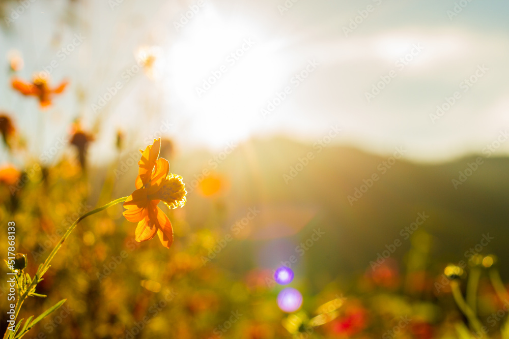 Obraz premium Flowers bathed in the morning sun at Kerinci Park, Indonesia taken from the bottom angle