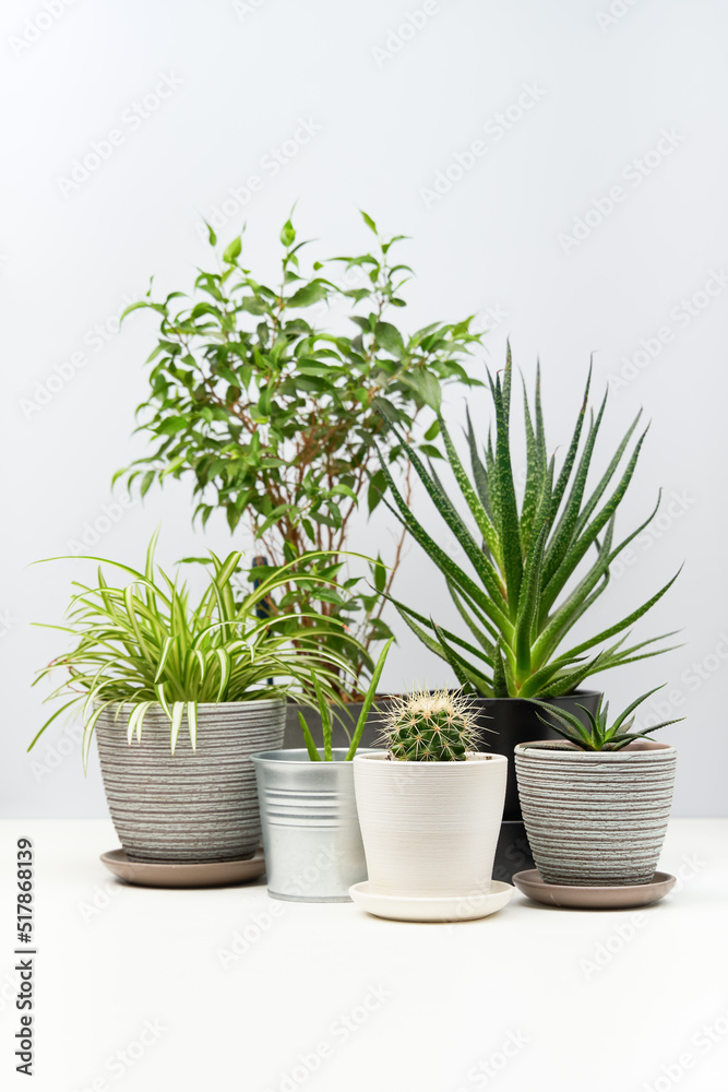 Several indoor plants standing on white table. Several indoor plants standing on white table.