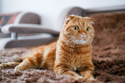 Red cat lying on brown sofa at home. Pretty face animal with big yellow eyes.Pet carrying. © lelechka