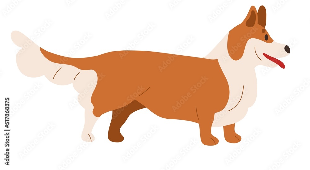 Cute dog of Welsh corgi breed. Purebred bicolor puppy profile. Canine animal standing, side view. Small adorable lovely Pembroke doggy, pup. Flat illustration isolated on white background