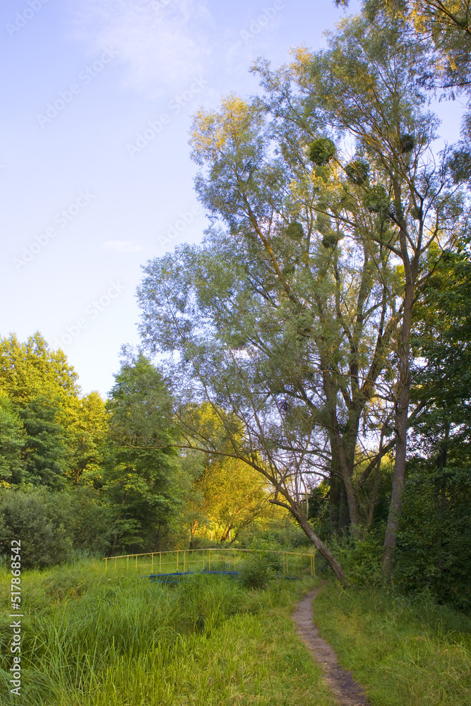Evening landscape in Pushcha-Vodytsya, Kyiv region, Ukraine
Evening landscape in Pushcha-Vodytsya, Kyiv region, Ukraine
