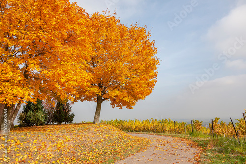 Herbst in der S  dpfalz