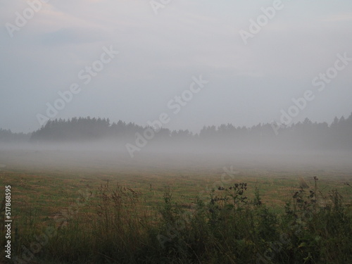 Morning mist in summer in a field