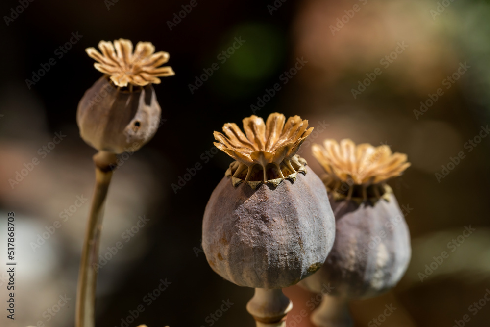 Dry opium poppy on black background.