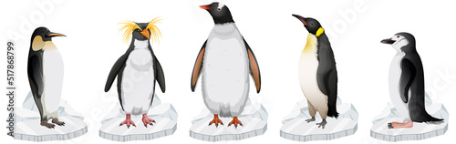 Set of different penguins types standing on ice