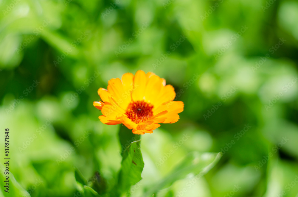 Calendula Officinalis Flower, also known as pot marigold, common marigold, ruddles, Mary's gold or Scotch marigold
