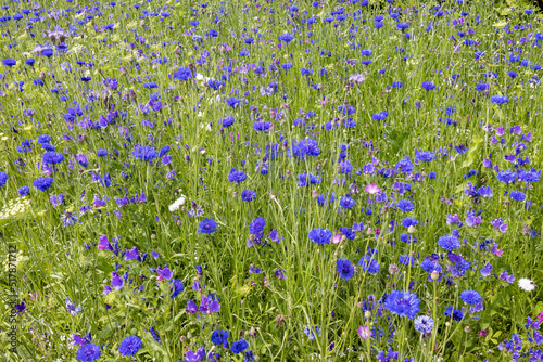 Summer carpet of blue meadow flowers in full bloom.