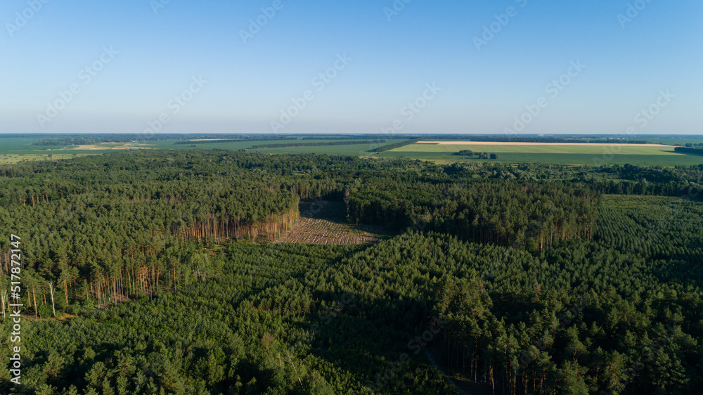 Aerial view forest and deforestation in summer. Drone flying over green trees in sunny day. Drone shot over trees cut down. Ecological catastrophe of the entire planet earth, environmental pollution