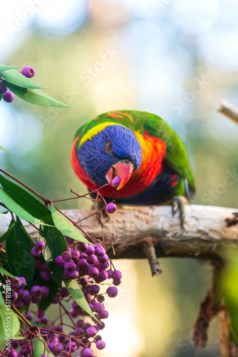 Rainbow lorikeet eating berries. Australian parrot. Close-up. Portrait. 