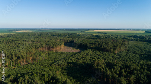 Aerial view forest and deforestation in summer. Drone flying over green trees in sunny day. Drone shot over trees cut down. Ecological catastrophe of the entire planet earth  environmental pollution