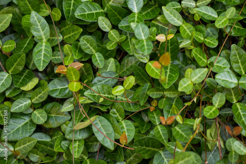 Ivy plant background and texture