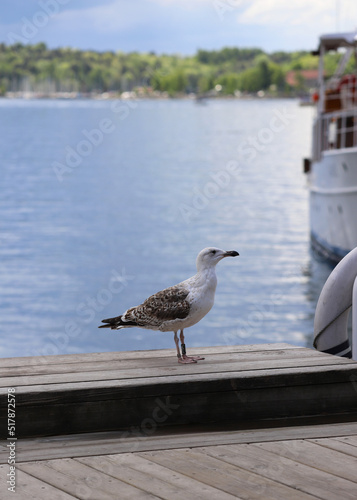 Sea Gull in Oslo City, Norway