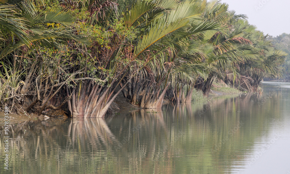 Typical nipa palm (Nipa fruticans).this photo was taken from Sundarbans National Park, Bangladesh. Typical nipa palm (Nipa fruticans).this photo was taken from Sundarbans National Park, Bangladesh.