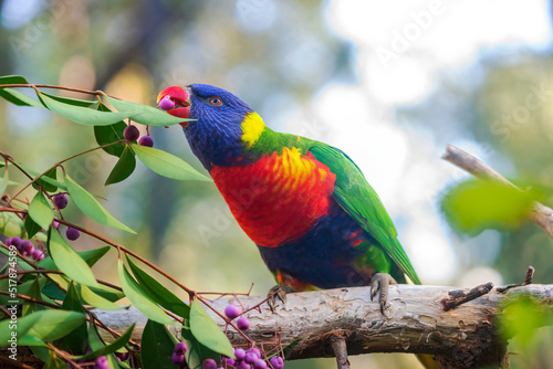 Rainbow lorikeet eating berries. Australian parrot. Close-up. Portrait. 