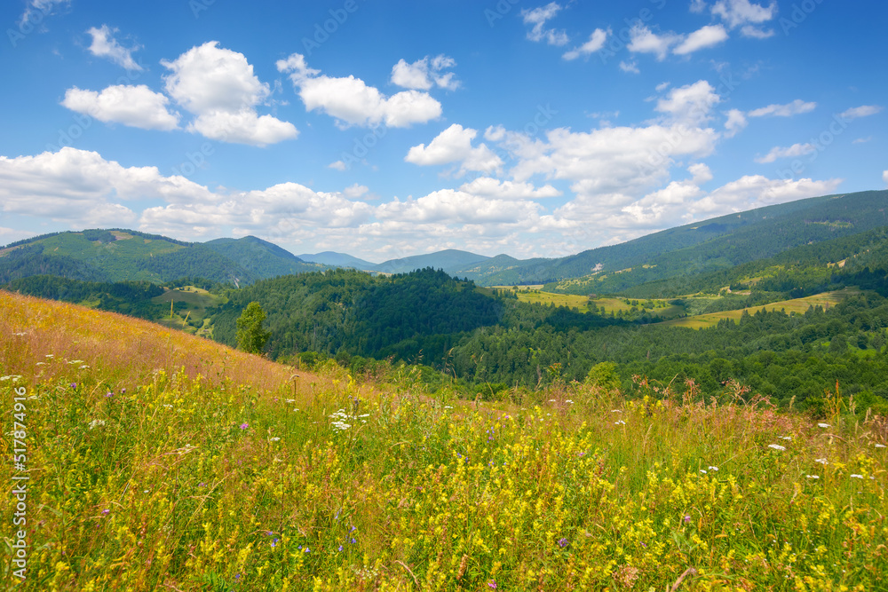 green field on the hill in mountains. wonderful carpathian countryside scenery on a sunny day with fluffy clouds. blooming herbs among the grass
