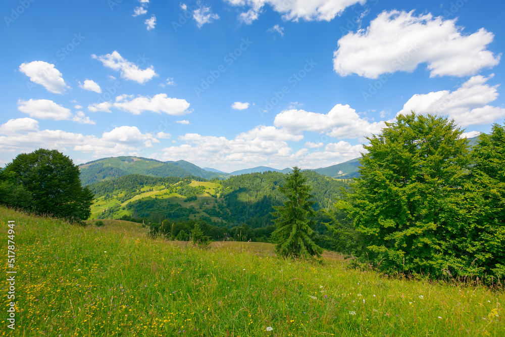 grassy field on the hill in carpathian countryside. beautiful mountain landscape in summer. warm sunny weather with puffy clouds on the blue sky at high noon