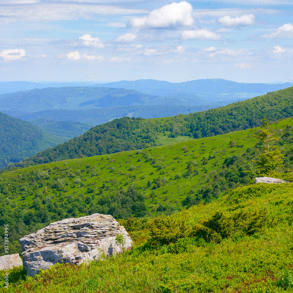 Naklejka premium alpine meadows of carpathian mountains. stones among the grass. warm sunny weather
