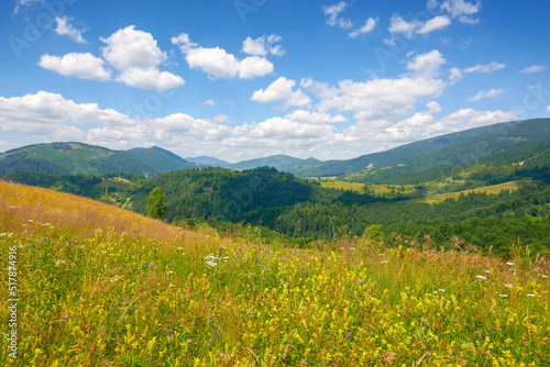 green field on the hill in mountains. wonderful carpathian countryside scenery on a sunny day with fluffy clouds. blooming herbs among the grass