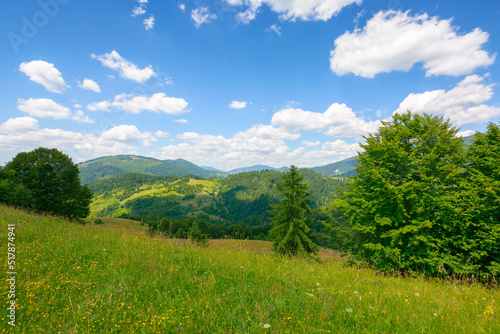 grassy field on the hill in carpathian countryside. beautiful mountain landscape in summer. warm sunny weather with puffy clouds on the blue sky at high noon