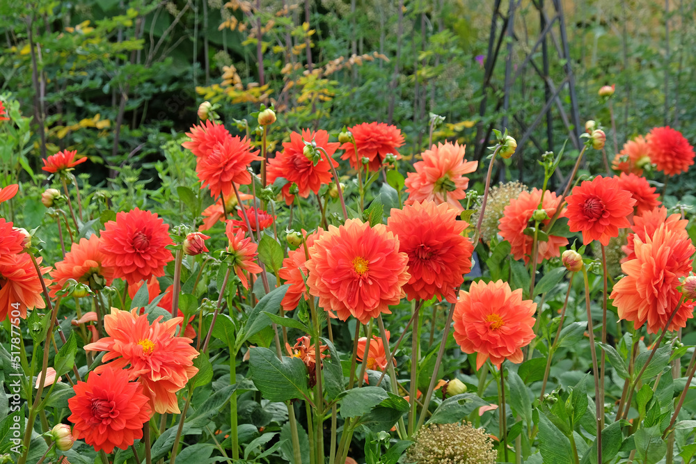 Dahlia 'Stadt Spremberg' in flower.