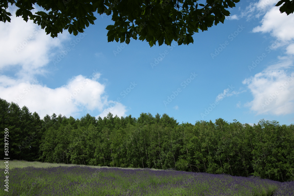 Obraz premium 空と森とラベンダー畑北海道