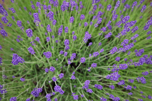 ラベンダーの花上から見て