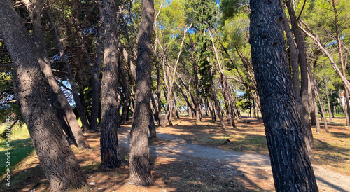 A trampled path in a pine park that leads deep into the park. Many tall and green pine trees grow in the park. The sun shines through from above and the sky is blue.