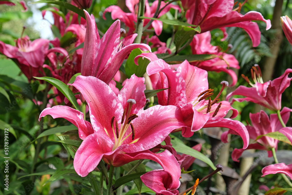 Tree lily 'Pink Explosion' in flower. Tree lily 'Pink Explosion' in flower.