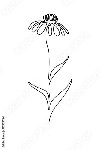 Echinacea flower in continuous line art drawing style. Coneflower black linear sketch isolated on white background. Vector illustration