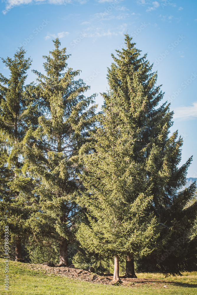 Obraz premium Natur | Alm