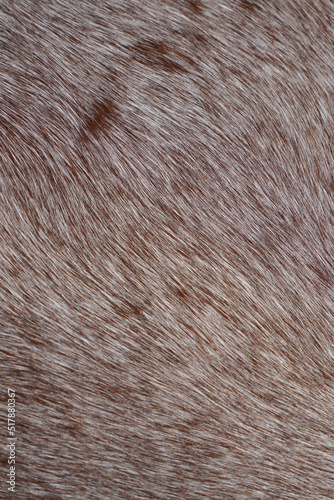 Closeup view of roan pattern horse hair
