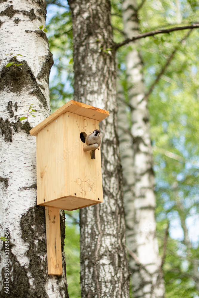 sparrow sits on a birdhouse in a tree. The feeder hangs on a birch